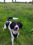 Cooper